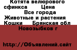 Котята велюрового сфинкса. .. › Цена ­ 15 000 - Все города Животные и растения » Кошки   . Брянская обл.,Новозыбков г.